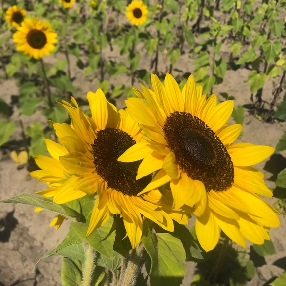 standtallsun